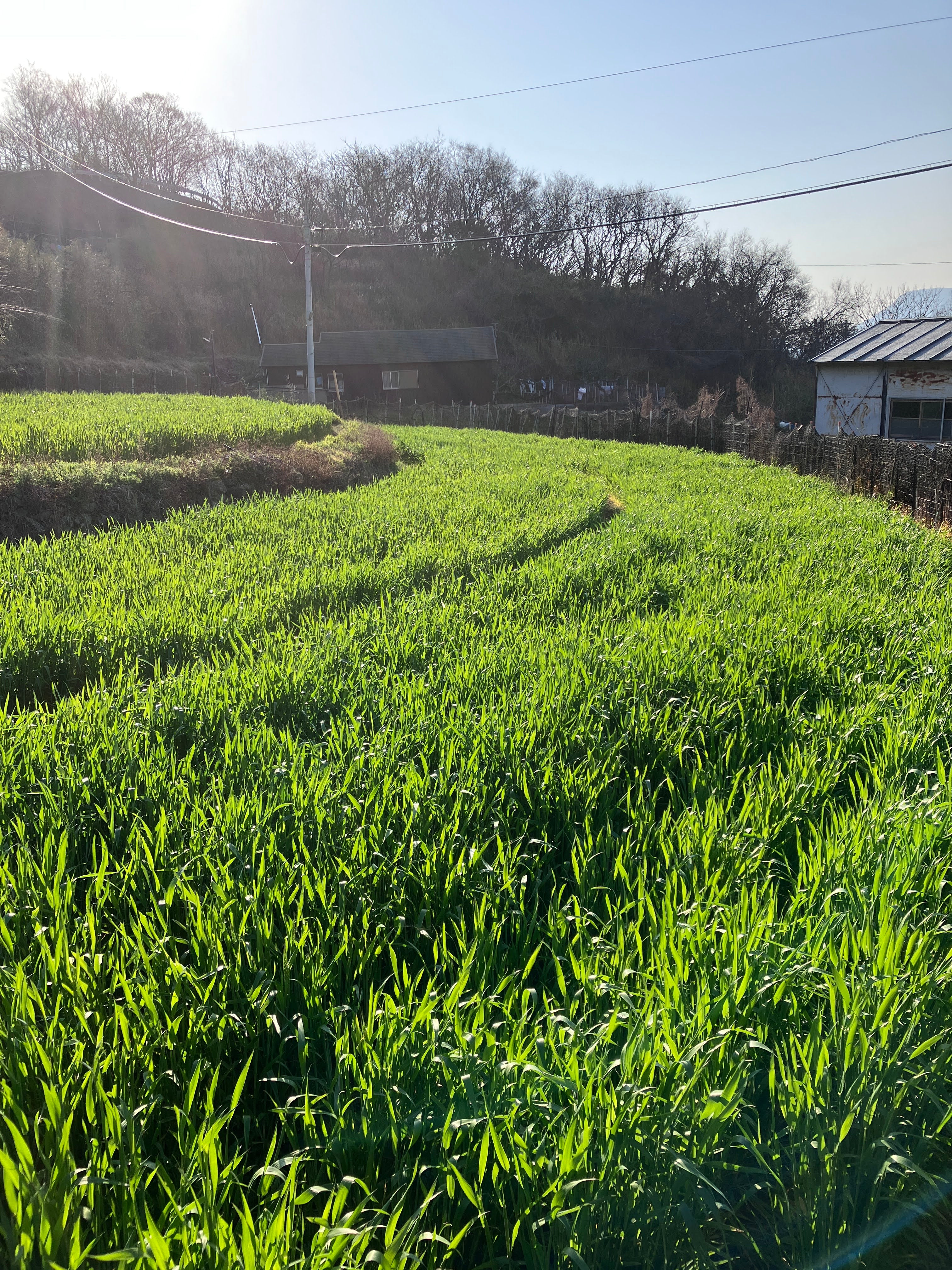 男木島産の小麦粉（全粒粉）