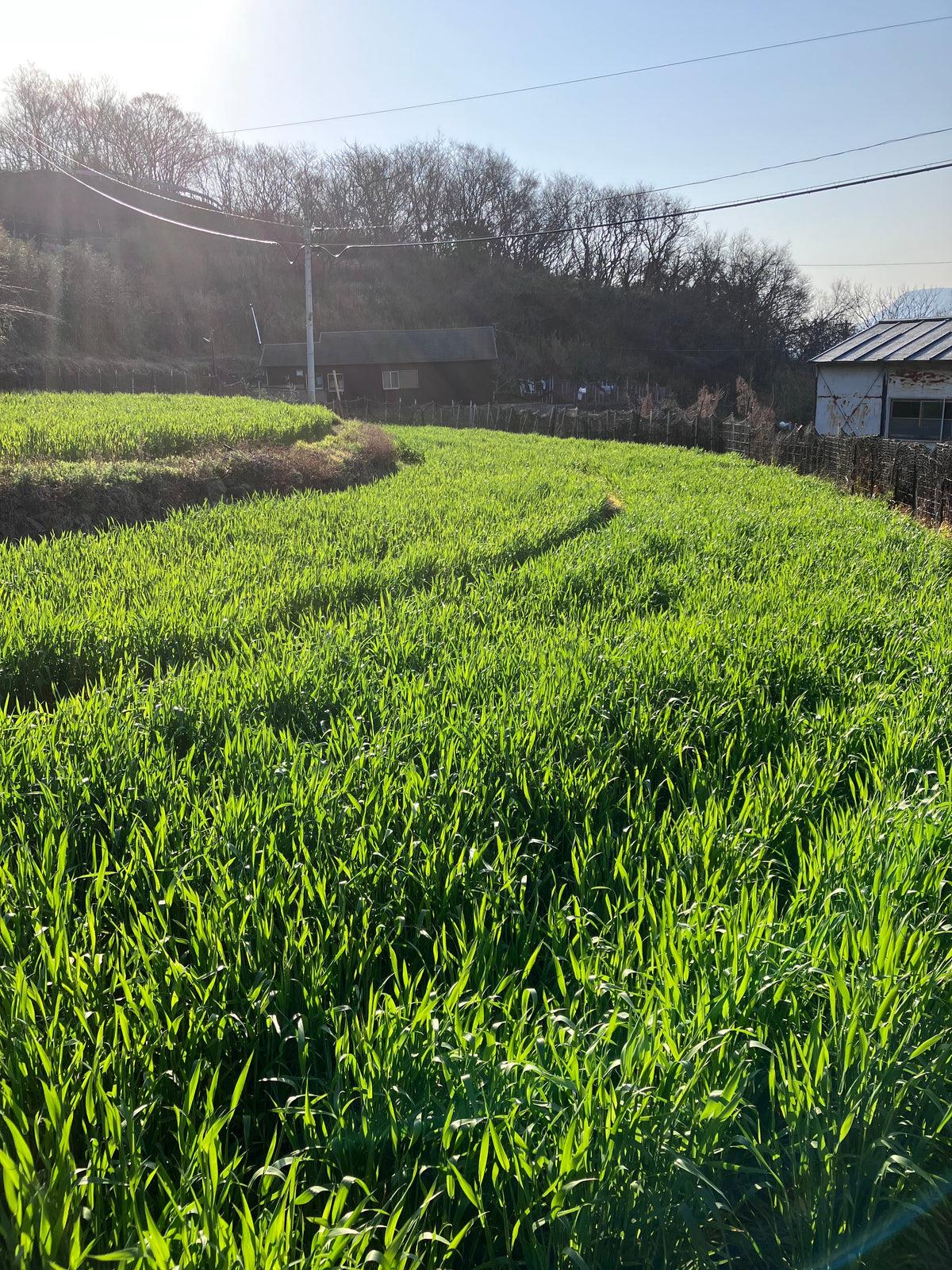 男木島産の小麦粉（全粒粉）