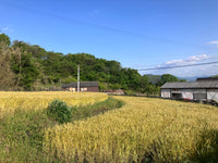 男木島産の小麦粉（全粒粉）