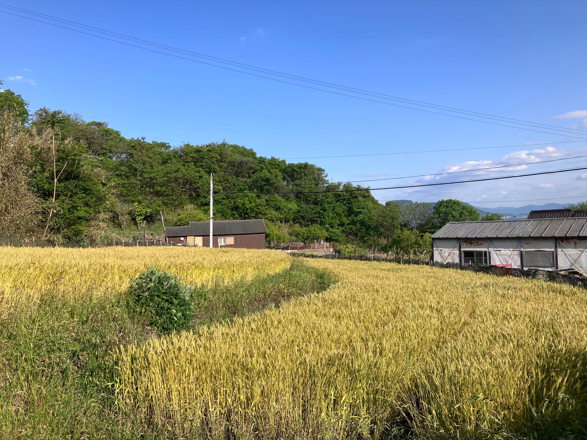 男木島産の小麦粉（全粒粉）