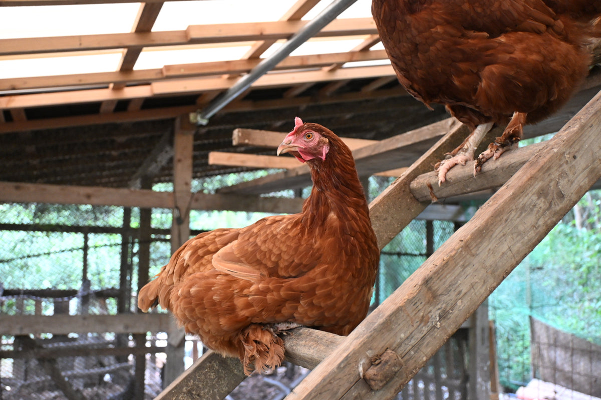 平飼い鶏卵