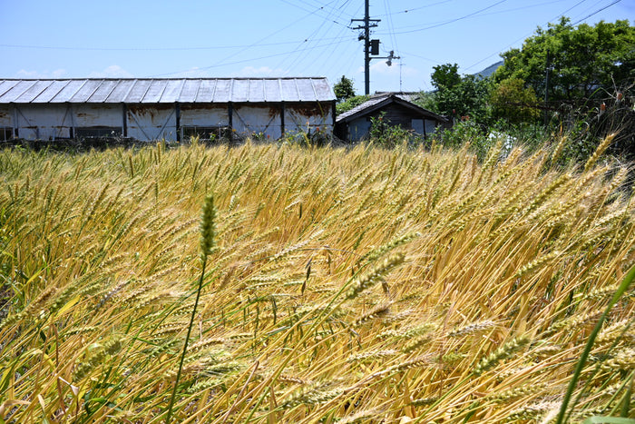 男木島産の小麦粉（全粒粉）