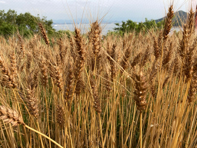 男木島産の小麦粉（全粒粉）