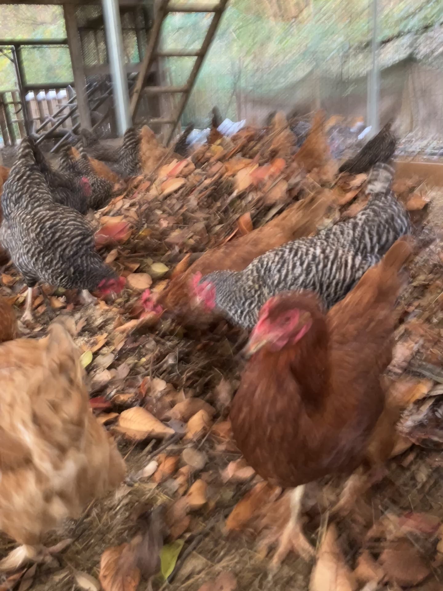 平飼い鶏卵
