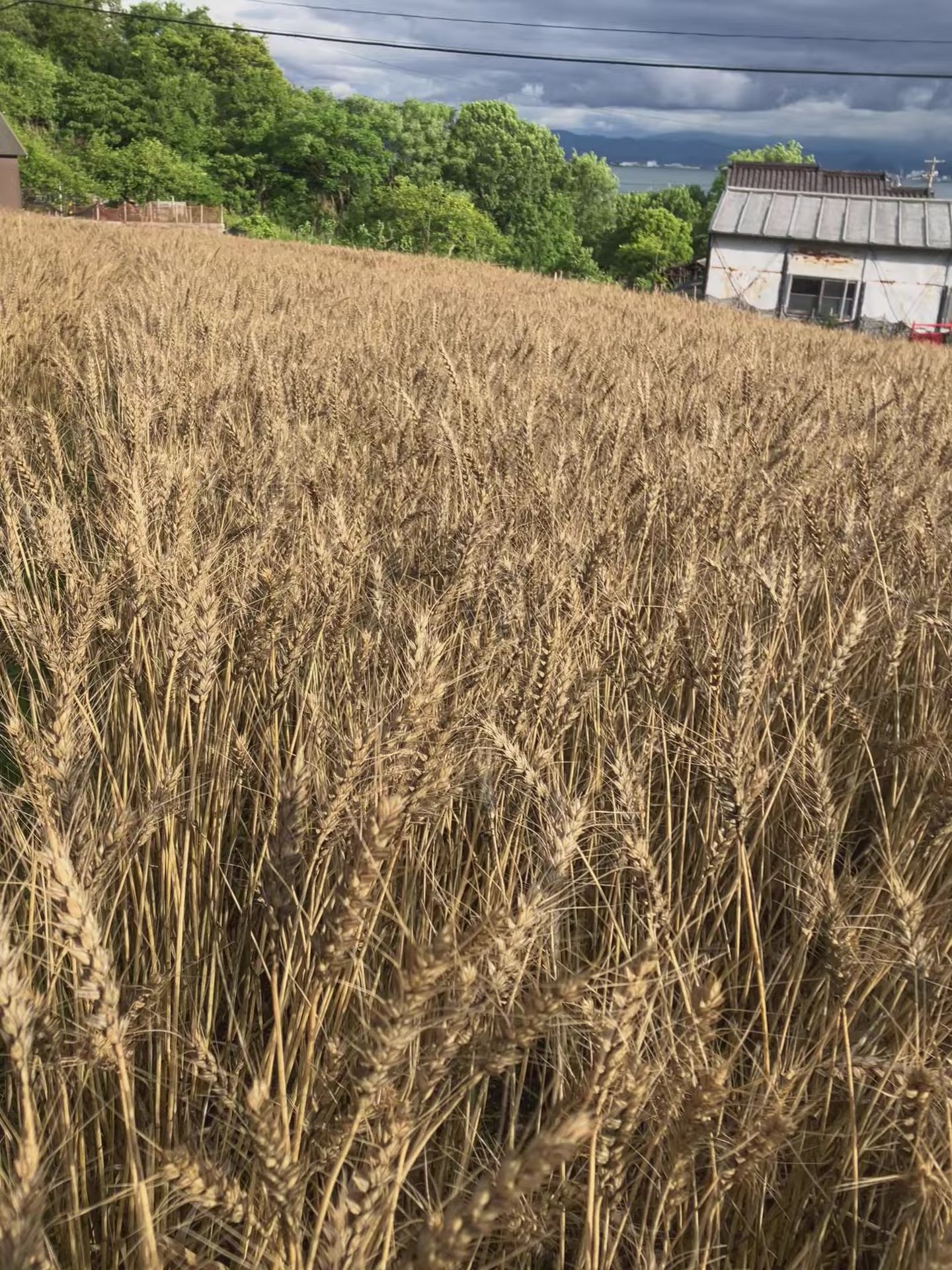 男木島産の小麦粉（全粒粉）